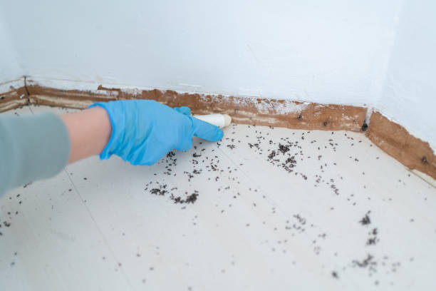 Best Ant Control Services  in Culver, IN
